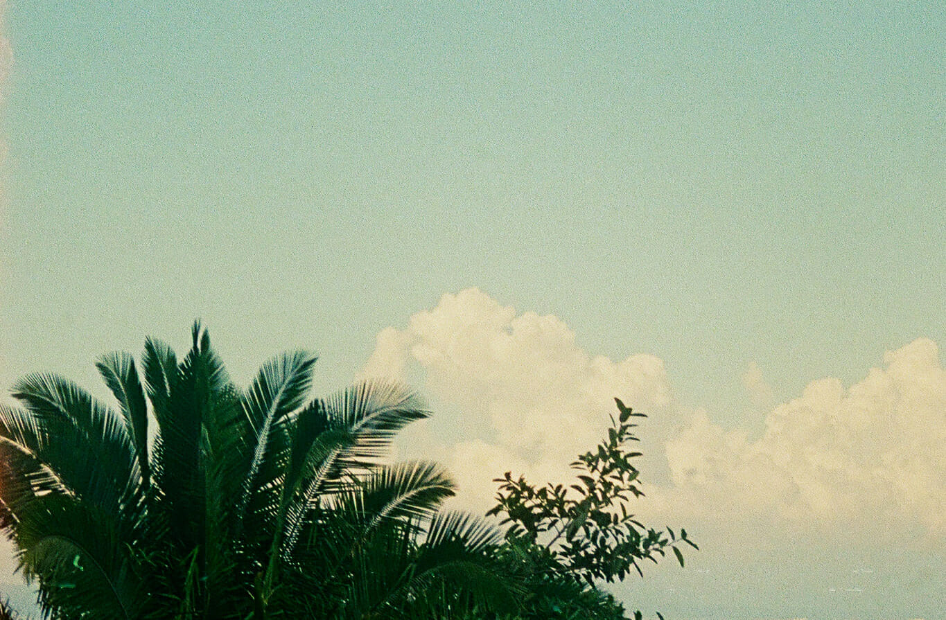 Photo of sky, clouds, and palm trees