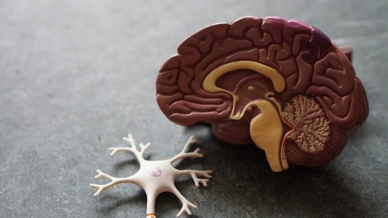 Plastic model of a brain