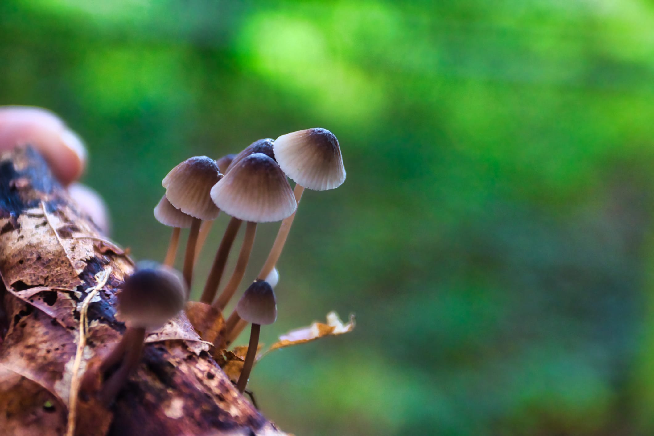 Psilocybin Mushrooms