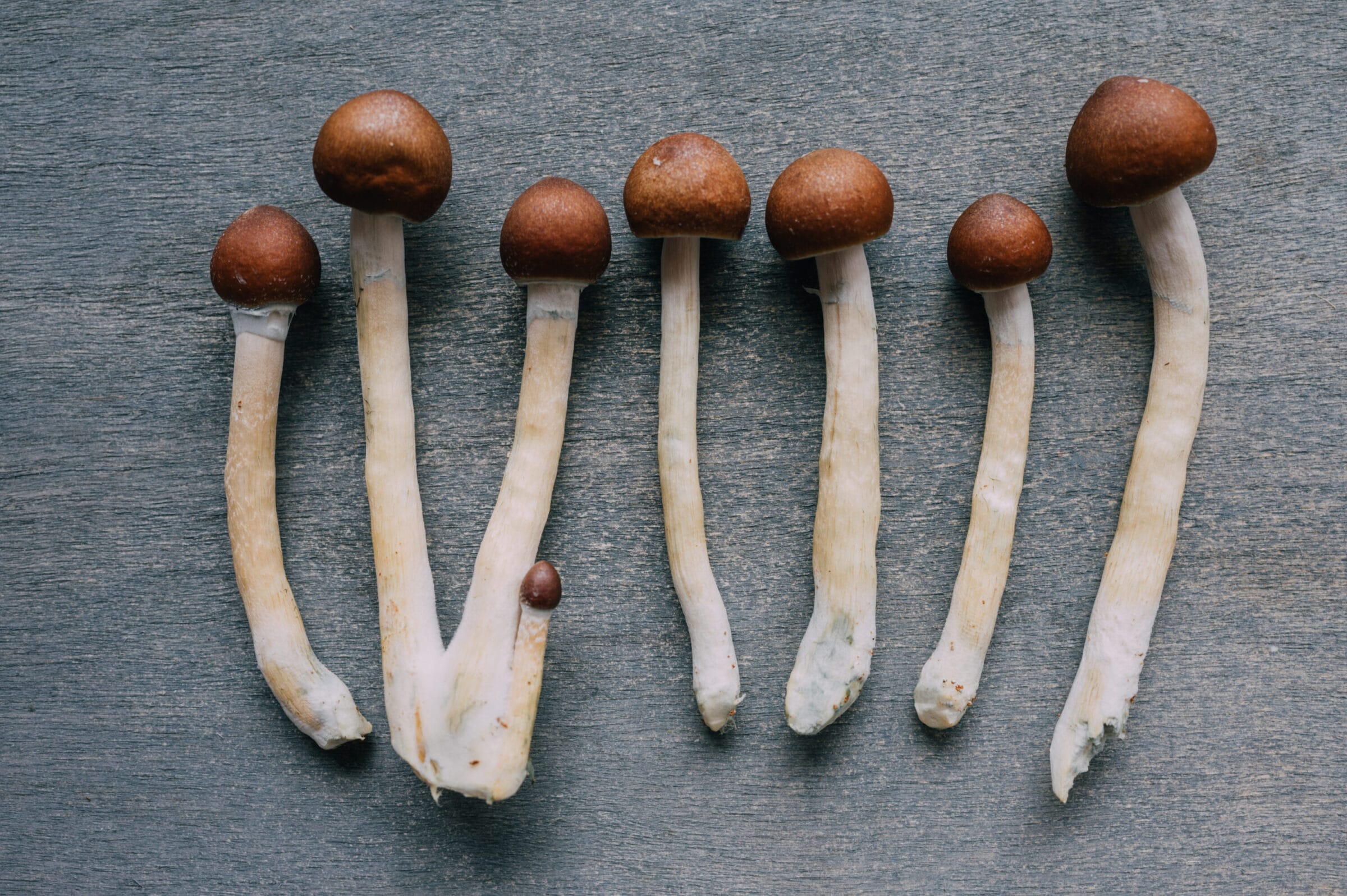 Psilosybin mushrooms