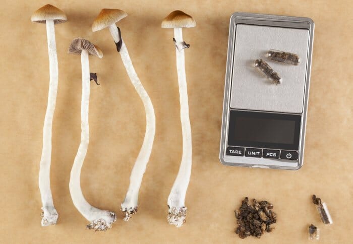 Psilocybin mushrooms