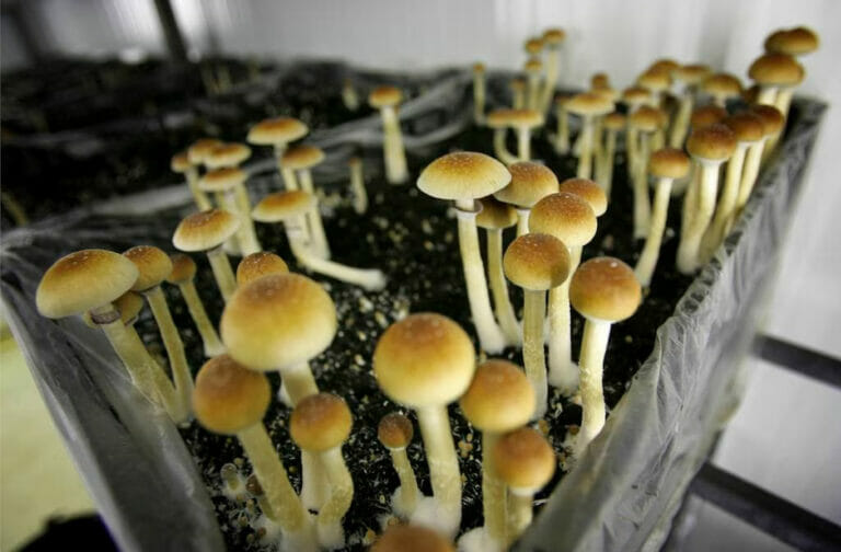 Photo of psilocybin mushrooms